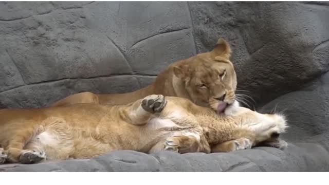 Amazing lion videos must see here