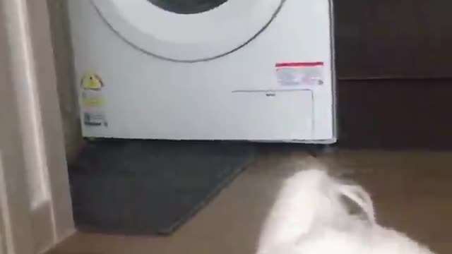 The dog hiding by the washing machine looks very cute