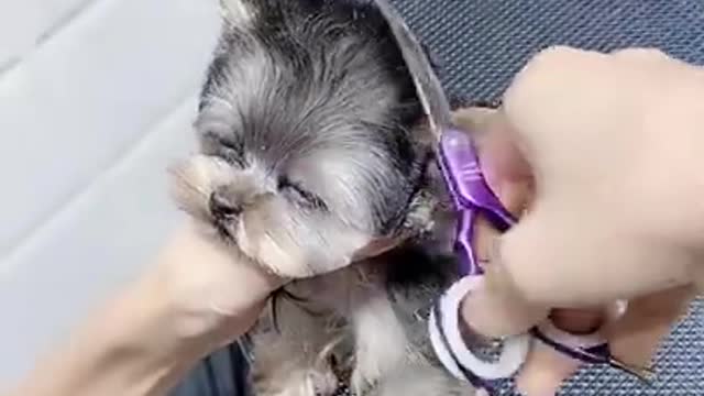 Baby Cute and Funny Dog Video