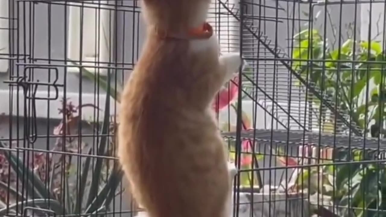 Funny Animal video