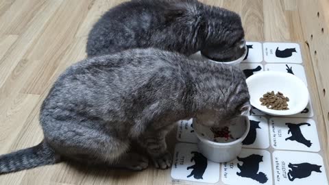 Two cats' snack time.