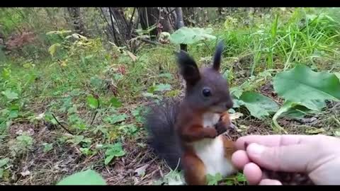 tiny squirrel