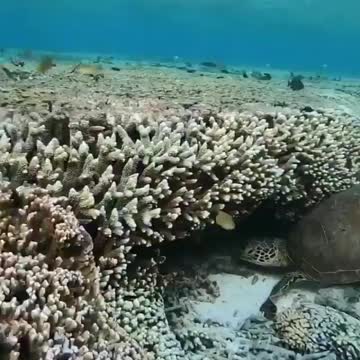 Ancient giant tortoise happily munches away on his breakfast