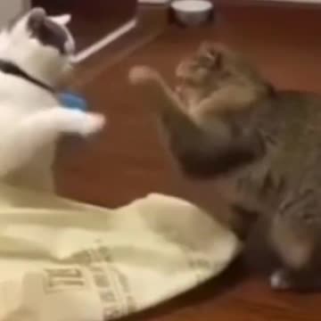 9.Cute Cats 😻😻😺😺😸#shorts #funnycats #animalsshorts