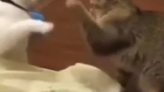 9.Cute Cats π»π»πΊπΊπΈ#shorts #funnycats #animalsshorts