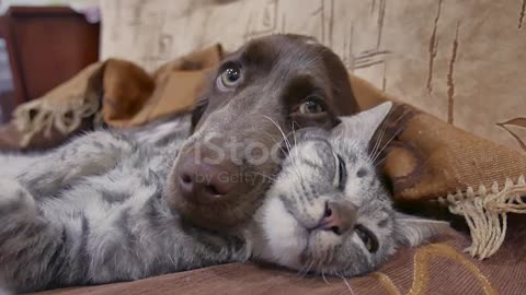 The poor dog tenderly hugs the cat A funny scene