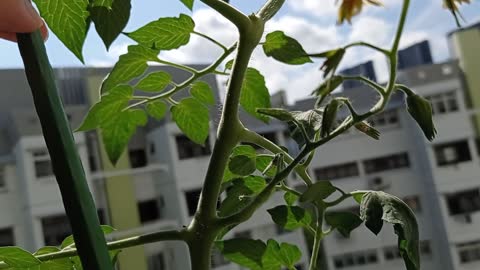 Tomato Plant Holland Species 17 Aug 2022 VID 20220817 102408