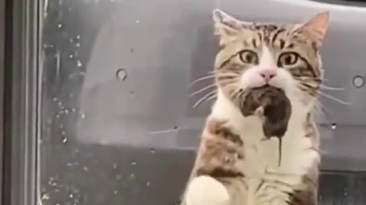 funny cat videos😂