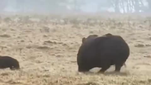 Damn hyenas. Baby hippo's only so small. Go Daddy hippo