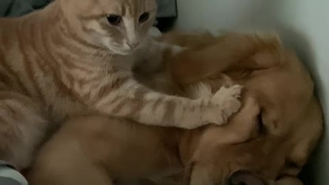Bedtime buddies