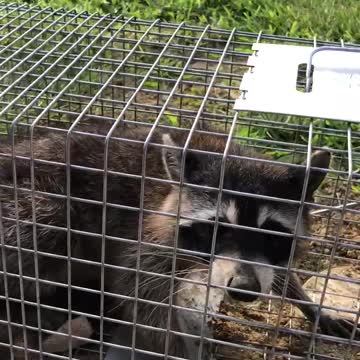 Undocumented Alien on my property