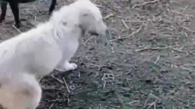 A dog and a pig were fighting for food