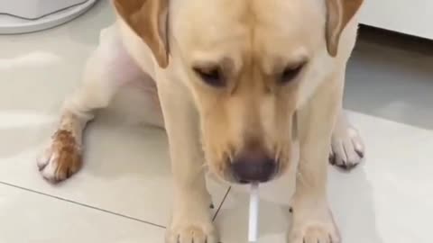 Funny dog part-20