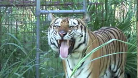 Big Cats Smiling | Must See