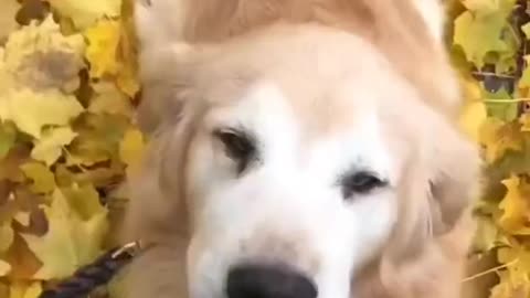 Happy Dog - TikTok Compilation