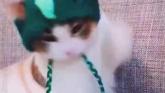 Funny cat