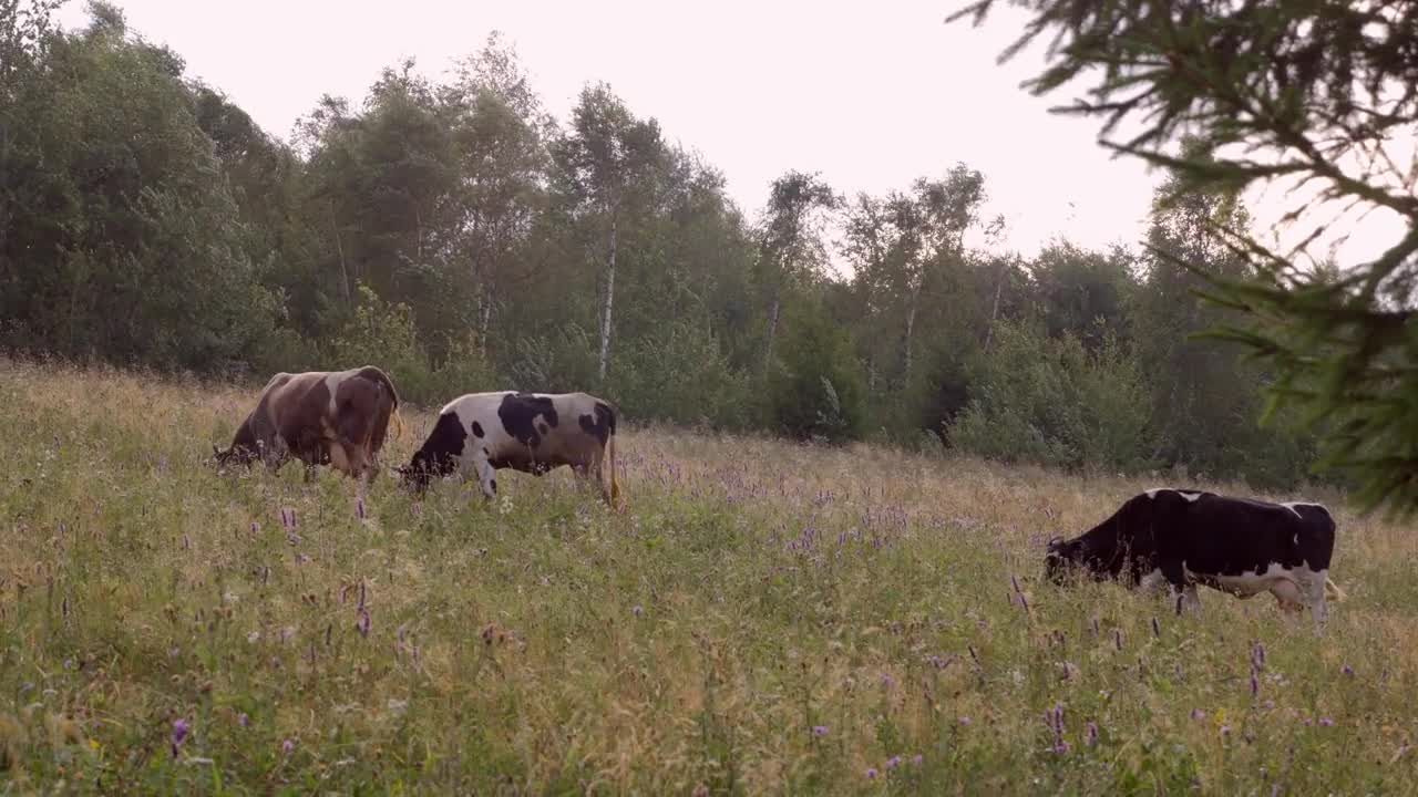 Three cows grazing in a pastureland