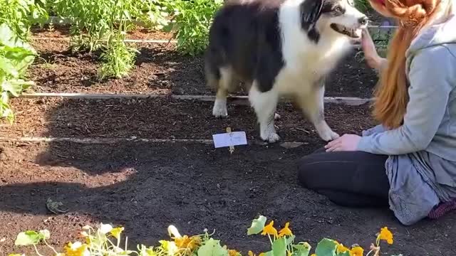 Helping my dog