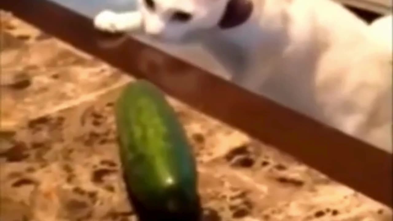 Cute chaos daily! πΎπ #cats #shorts #viral #pets #Reels #Animalspoorly