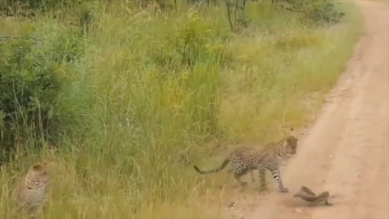 Leopard And Lizard Fighting Videos