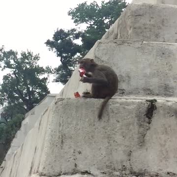 Aggressive Monkey tearing the juices bottle