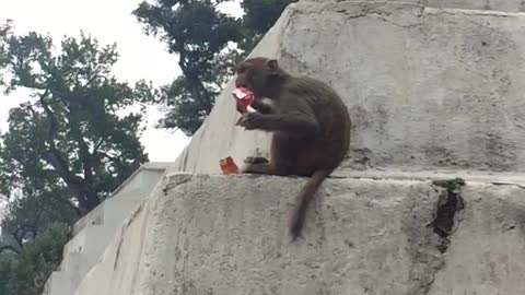 Aggressive Monkey tearing the juices bottle