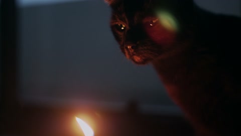 Emotion Cat Candle