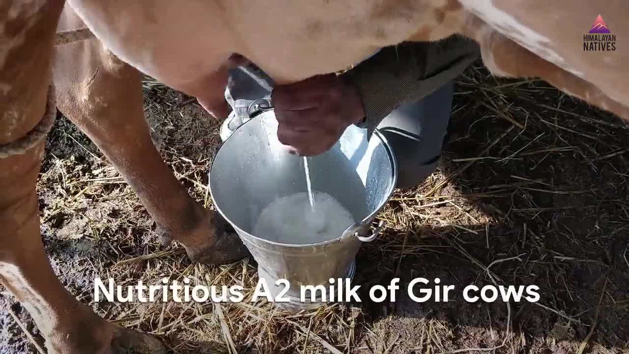 100% Natural A2 Gir Cow Ghee | Himalayan Natives