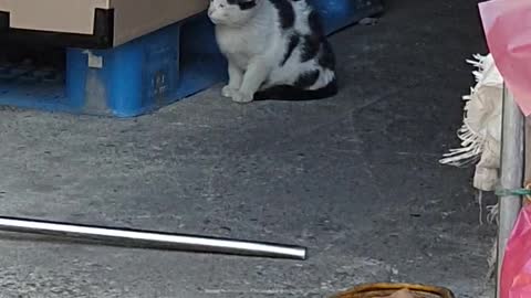 A street baby cat