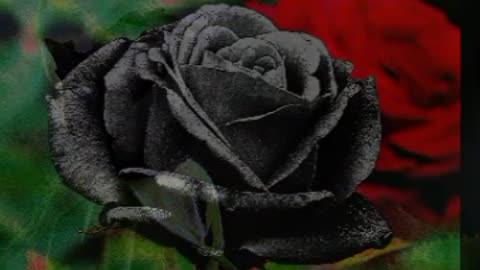 Beautiful black rose flowers