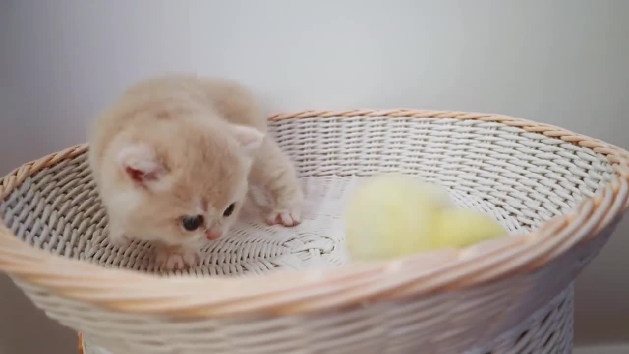 Adorable Kitten Plays With Tiny Chicken For The First Time