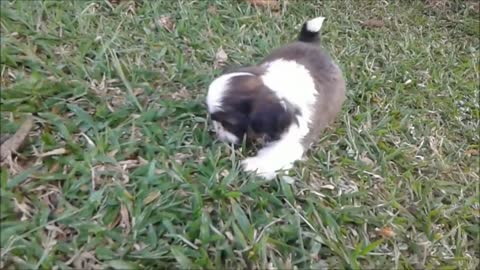 puppies - 45 days shih tzu