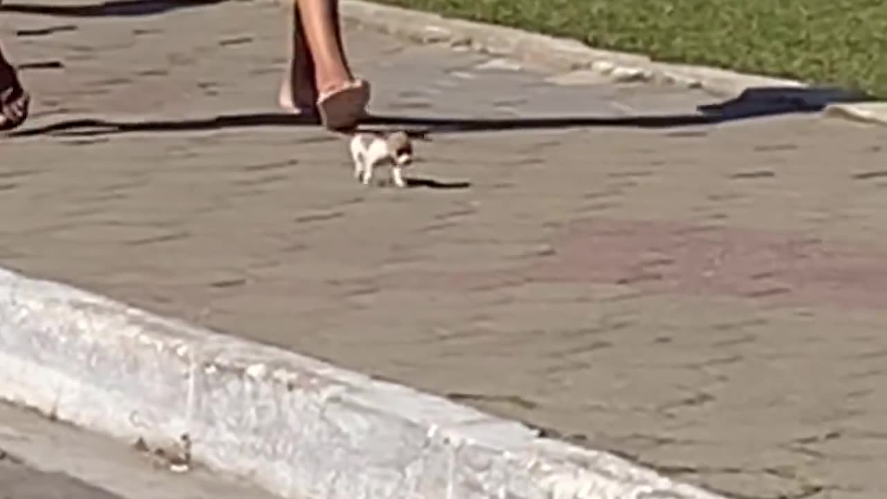 This cute doggo went viral after being seen walking