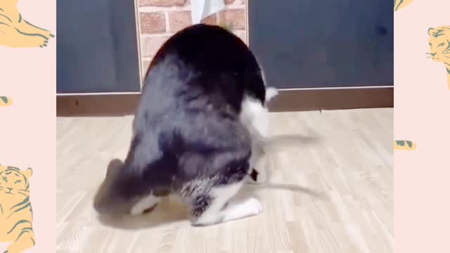 Cute cat and dog's 😍