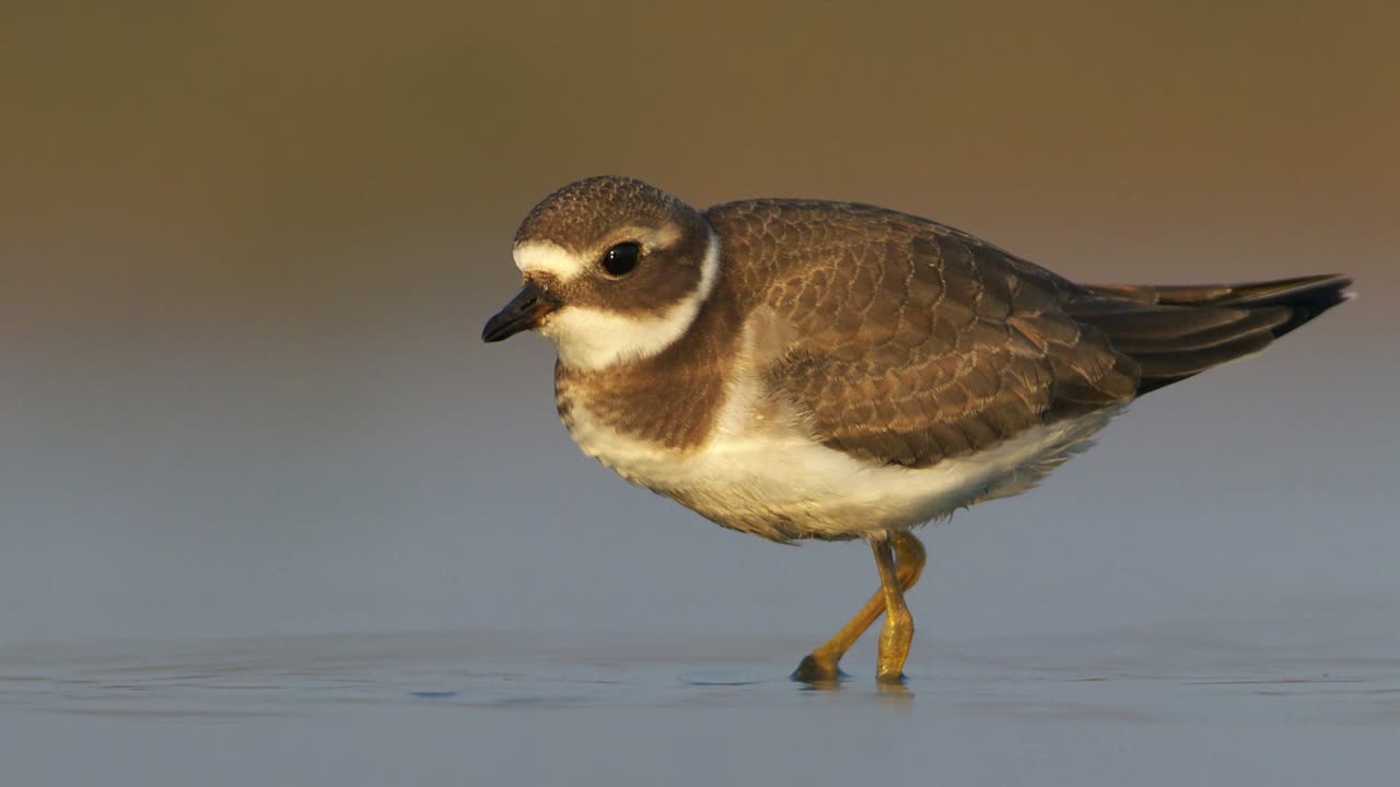 The Ringed Plover: Close Up HD Footage (Charadrius hiaticula)