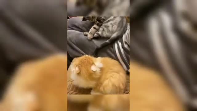 So funny 🐈🐈 cat video