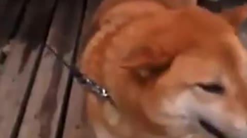cute siba dog