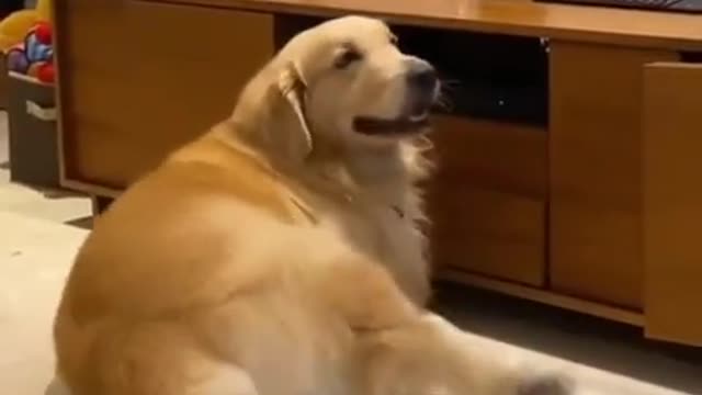 Just random cute dog dancing