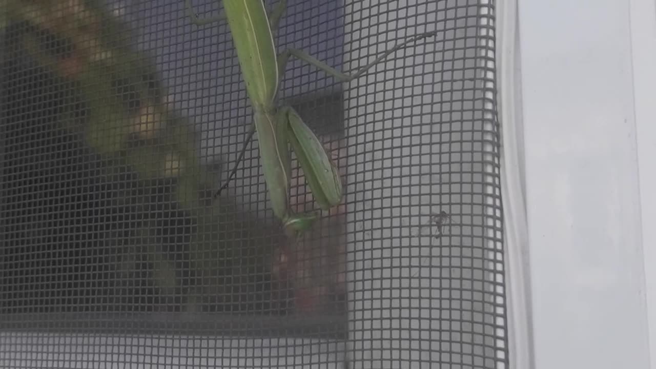 A mantis is trying to get into a house