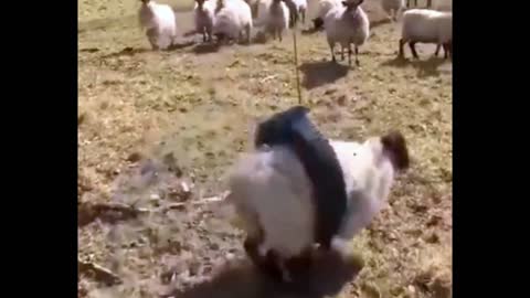 I think this lamb loves it