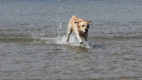 Watch a dog playing and swimming in the sea while he is very enjoying