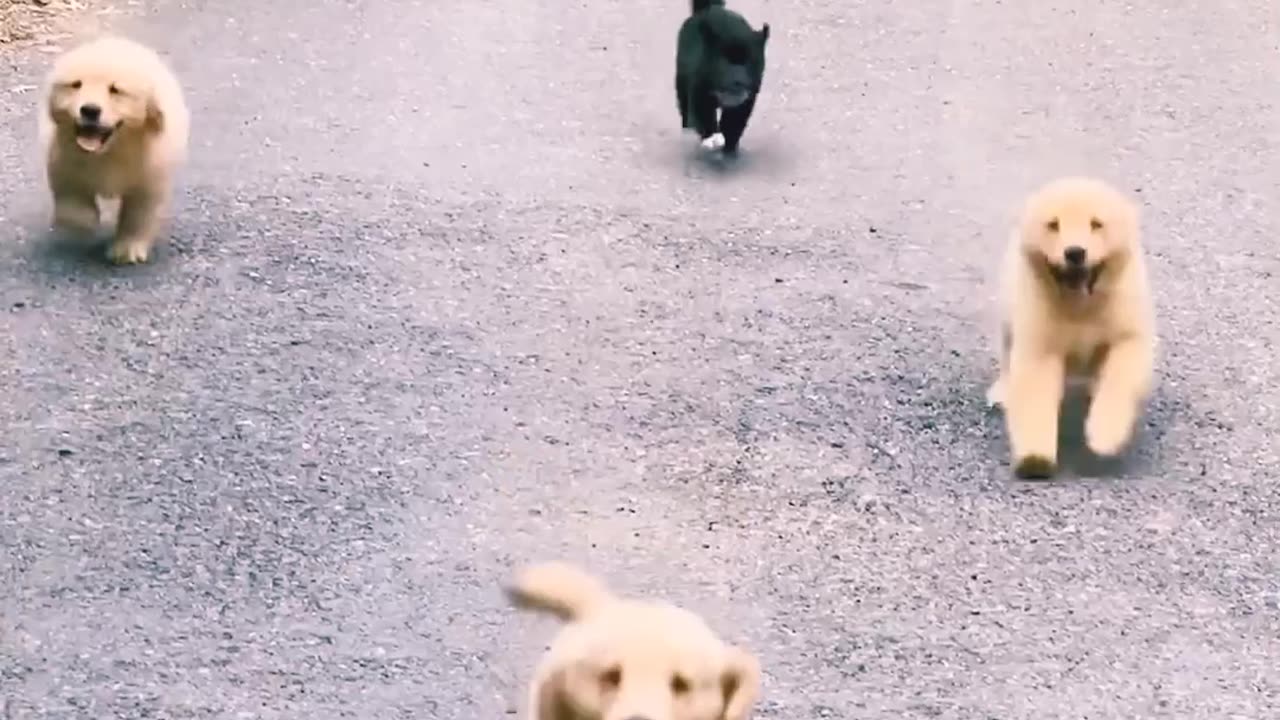 Puppies 🐕 runing 🏃‍♂️ and following their mother