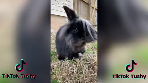 TheCUTESTBunniesonTikTokBunnyCOMPILATIONp7