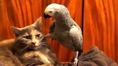 Impudent parrot and cat! Fun with animals Brazen parrot and cat