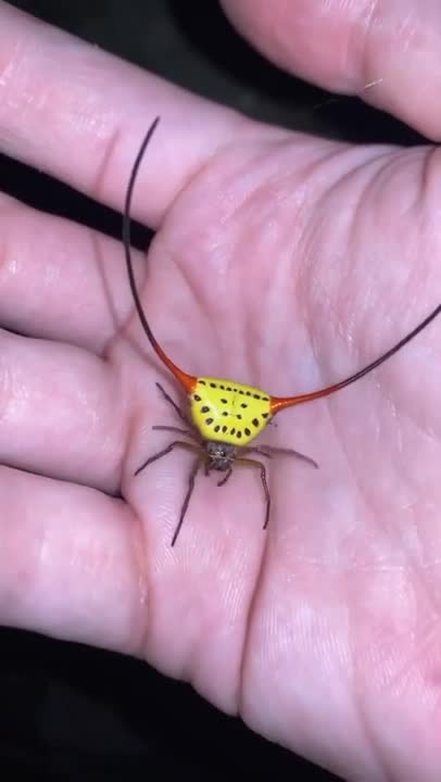 Have you seen such a krakozabru