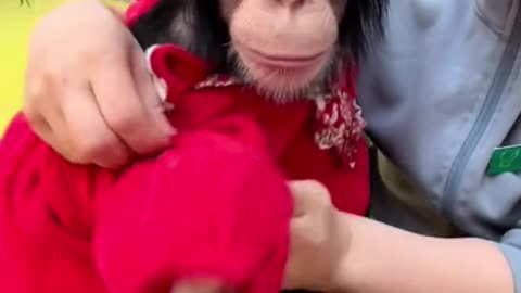 Dress the baby chimp