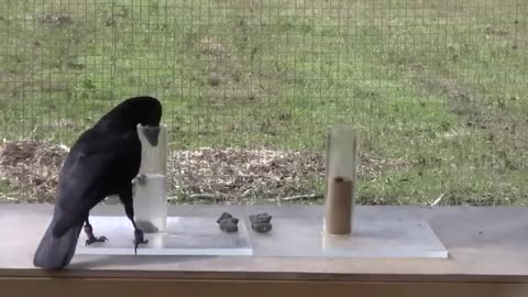 Causal understanding of water displacement by a crow