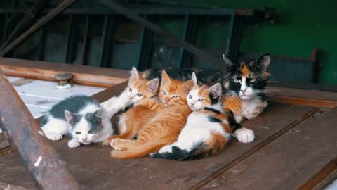 Homeless cats on a wooden door