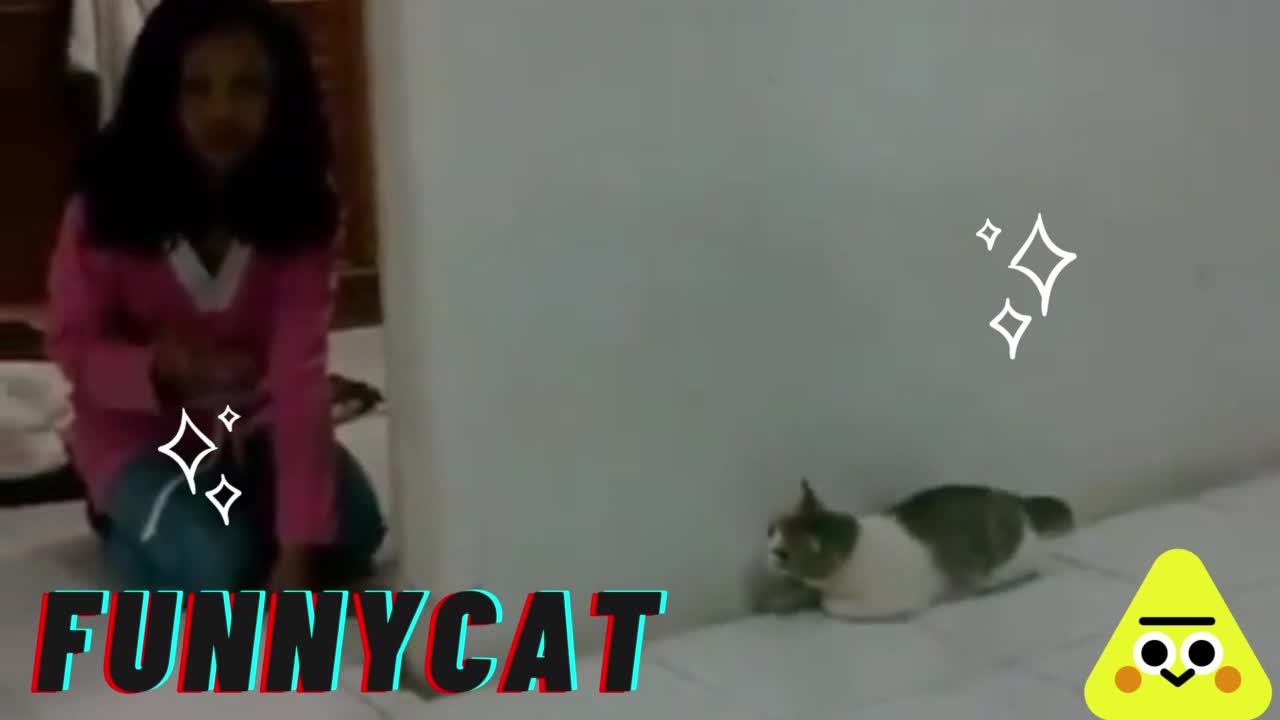 funny cat scared