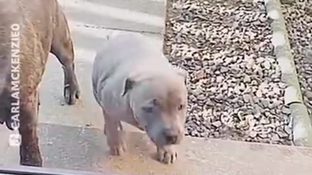 Dogs Most Dramatic Animals